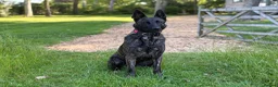 Belgian Shepherd Dog dogs for sale: EXCEPTIONAL WORKING LINE SHEPHERDS! - Advert 9