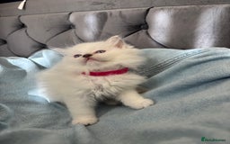 Ragdoll cats for sale: Perfect little blue point Ragdoll girls x5 - Image 5