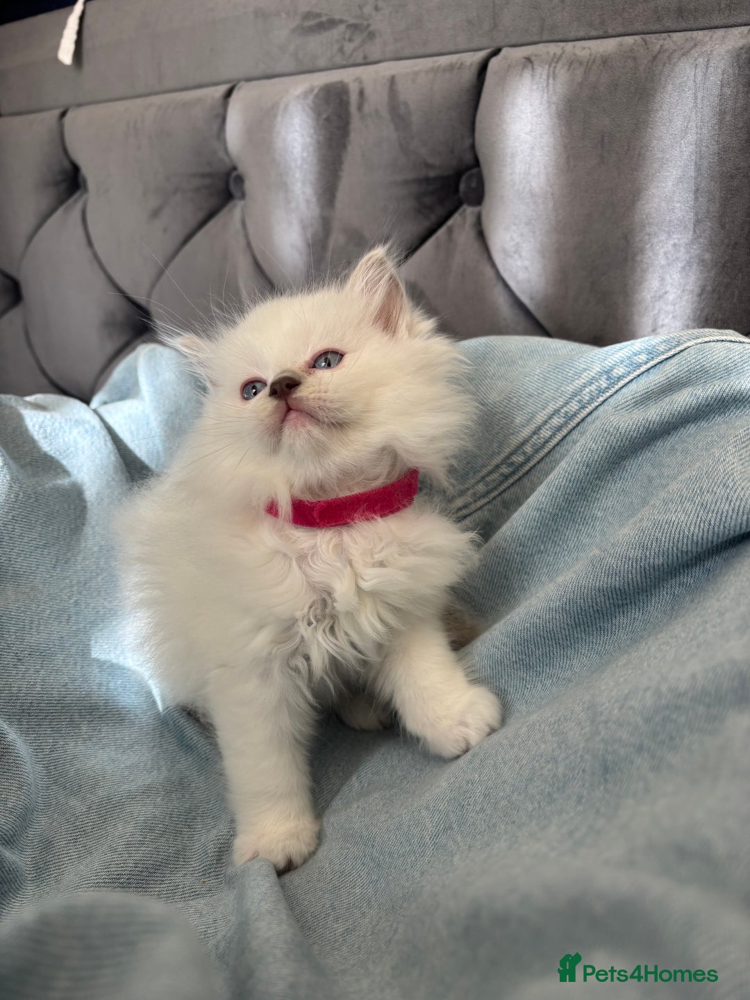 Ragdoll cats for sale: Perfect little blue point Ragdoll girls x5 - Image 5
