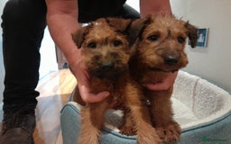 Irish Terrier dogs for sale:  irish terrier puppies based in Hampshire. - Image 2