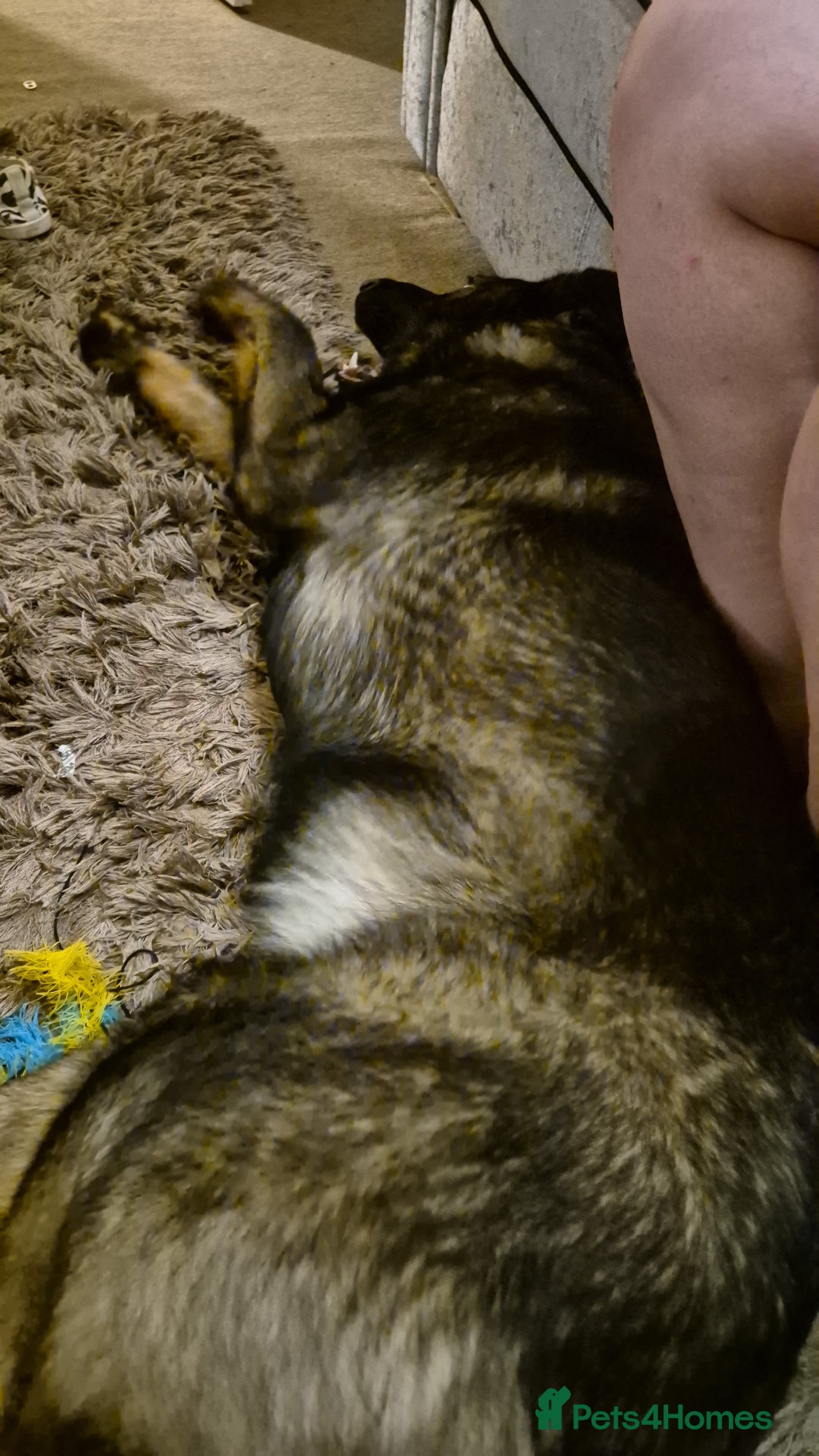 German Shepherd dogs for sale: Loving German shepherd  - Image 5
