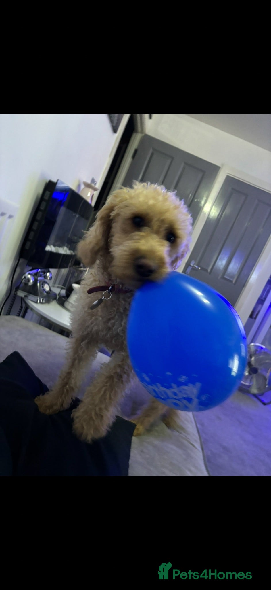 Labradoodle dogs Apricot labradoodle female  - Advert 13