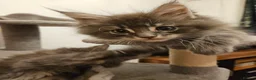 Maine Coon cats for sale: XL Russian main coons in Manchester - Advert 12