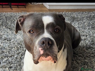 Mixed Breed dogs Mixed bully bread - Advert 14