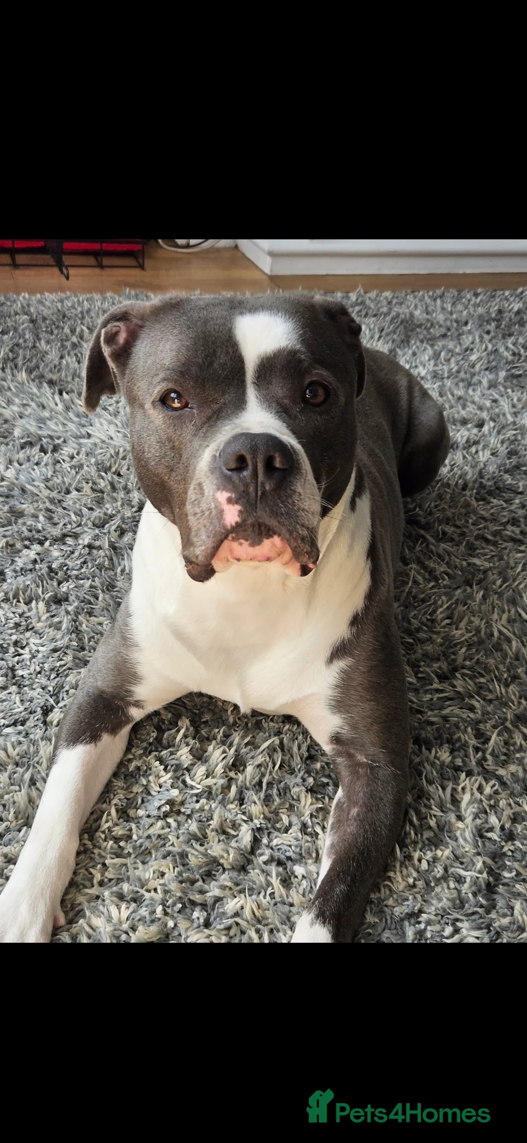 Mixed Breed dogs for sale: Mixed bully bread  - Advert 1