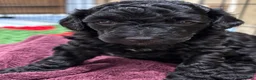 Cockapoo dogs for sale: 🐾 2 COCKAPOO PUPPIES 🐾 in Ilminster - Advert 4