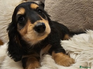 Miniature Dachshund dogs Longhairedd miniature dachshunds - Advert 17