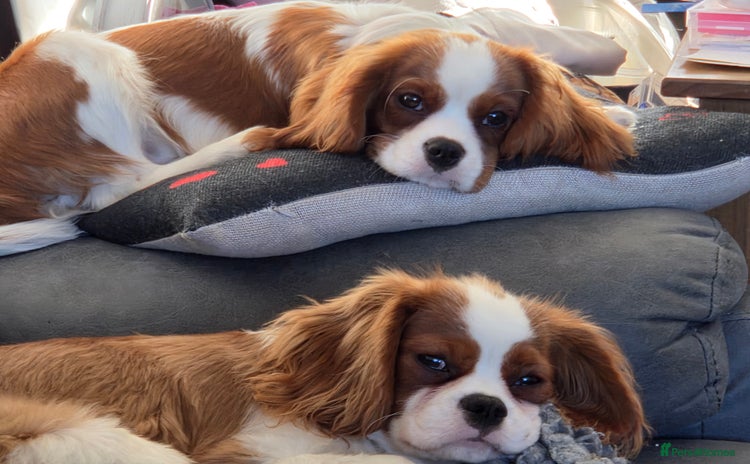 Cavalier King Charles Spaniel dogs Cavalier King Charles Spaniel 6 months Boy. - Advert 1