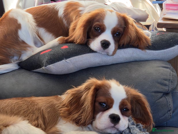 Cavalier King Charles Spaniel dogs Cavalier King Charles Spaniel 6 months Boy. - Advert 1