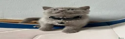 British Shorthair cats for sale: Lilac great British short hair  in Bradford - Advert 5