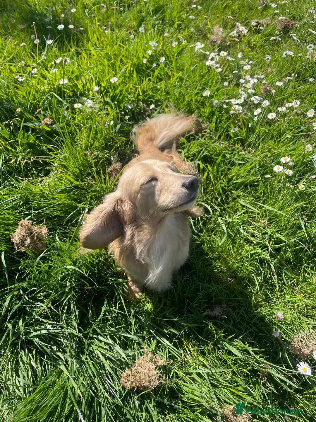 Miniature Dachshund dogs for stud: Shaded cream miniature dachshund 3.6kg - Advert 6