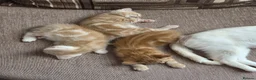 Mixed Breed cats for sale: 3 lovely ginger male cats available  in Preston - Advert 3