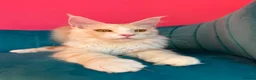 Maine Coon cats for sale: TICA Registered Red Shaded Maine Coon kitten - Advert 14