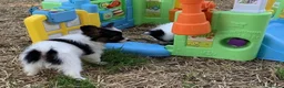 Papillon dogs for sale: Exquisite Papillon Puppies with Exceptional Charm in Cardiff - Advert 9