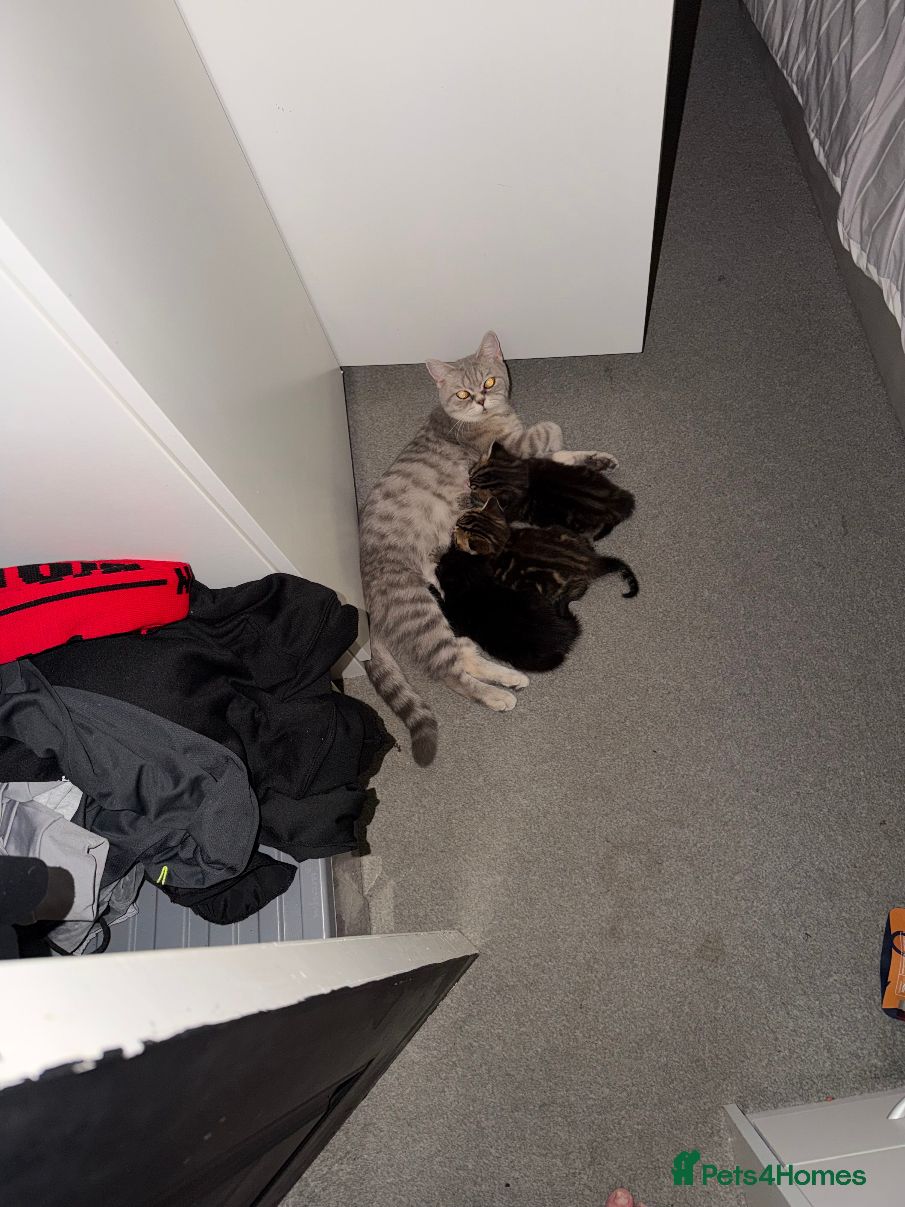 British Shorthair cats 2 gorgeous kittens available  - Advert 6