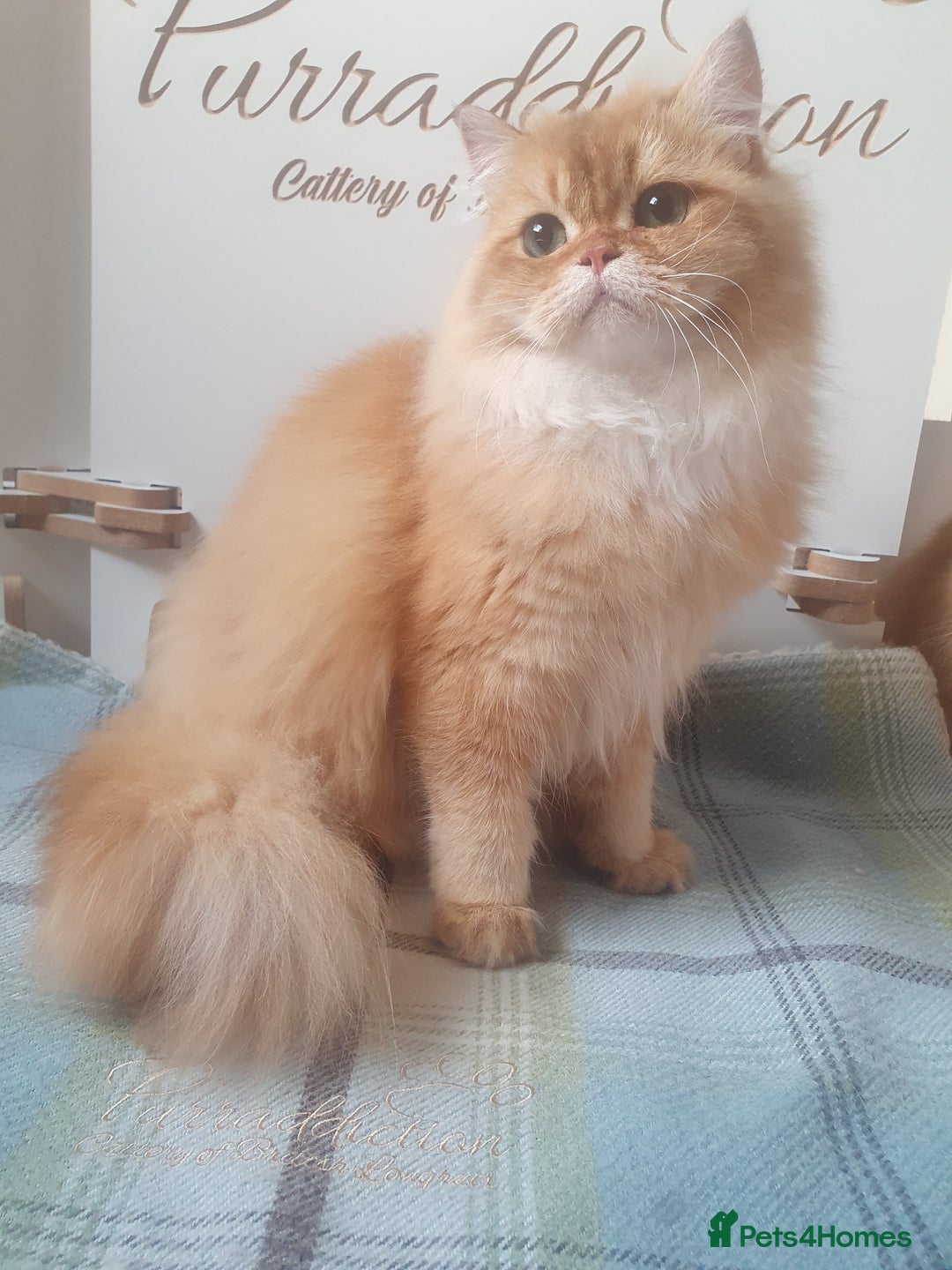 British Longhair cats for sale: Last Cinnamon Golden Shaded Kitten  - Image 2