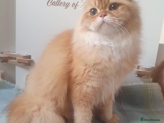British Longhair cats - Advert 8