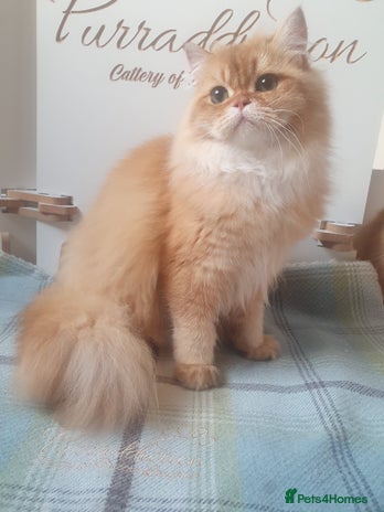 British Longhair cats - Advert 8