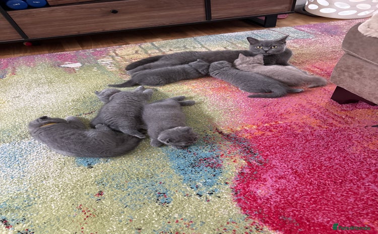British Shorthair cats - Advert 1