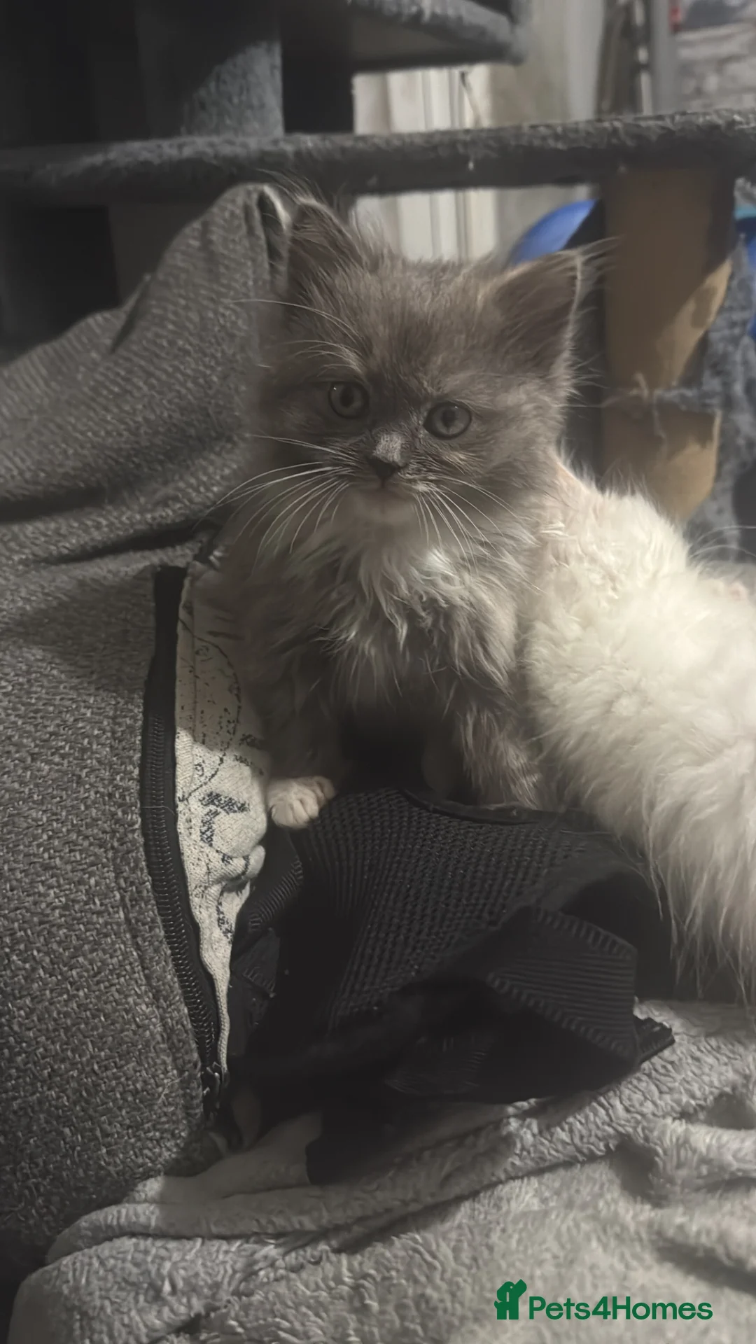 Mixed Breed cats for sale: three quarter ragdoll - Advert 3