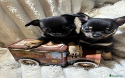 Chihuahua dogs for sale: Pure Breed Chihuahua  - Image 15