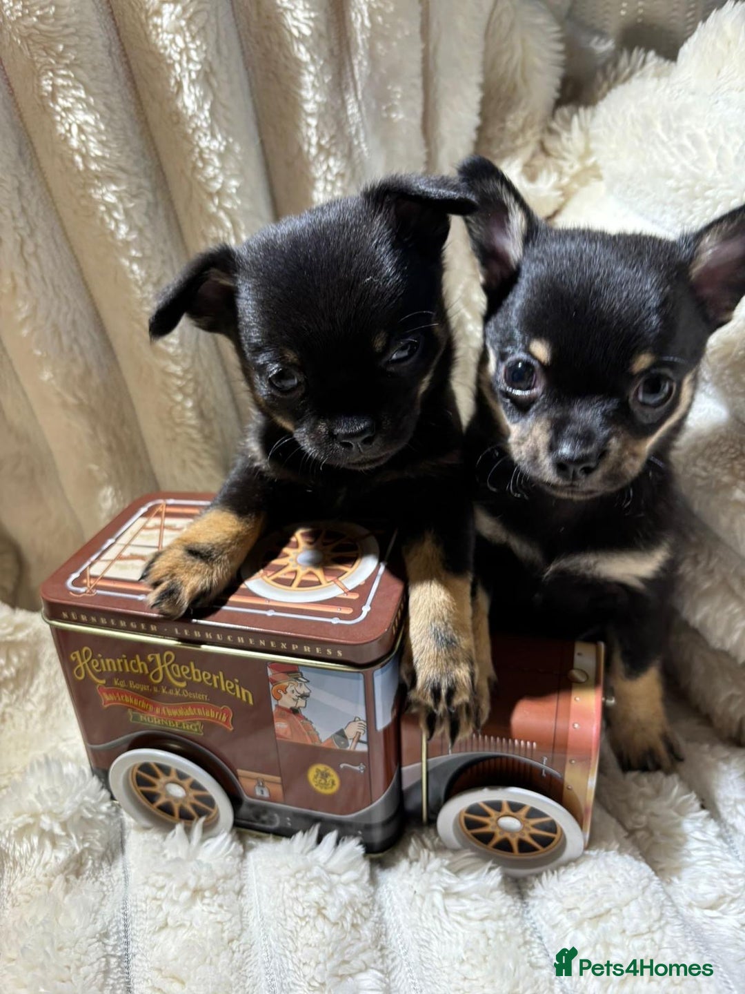 Chihuahua dogs for sale: Pure Breed Chihuahua  - Image 15