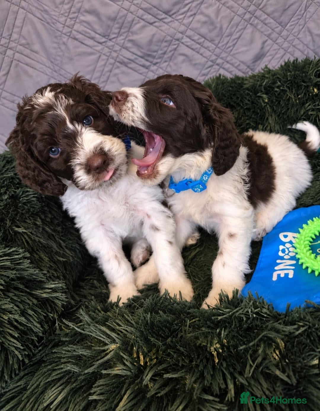 Sproodle dogs Springer Spaniel+Miniature Poodle=Sproodle Puppies - Advert 2