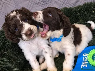 Sproodle dogs Springer Spaniel+Miniature Poodle=Sproodle Puppies - Advert 2