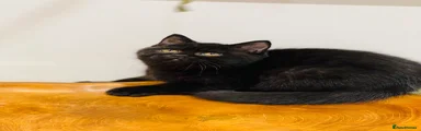 BLACK MALE