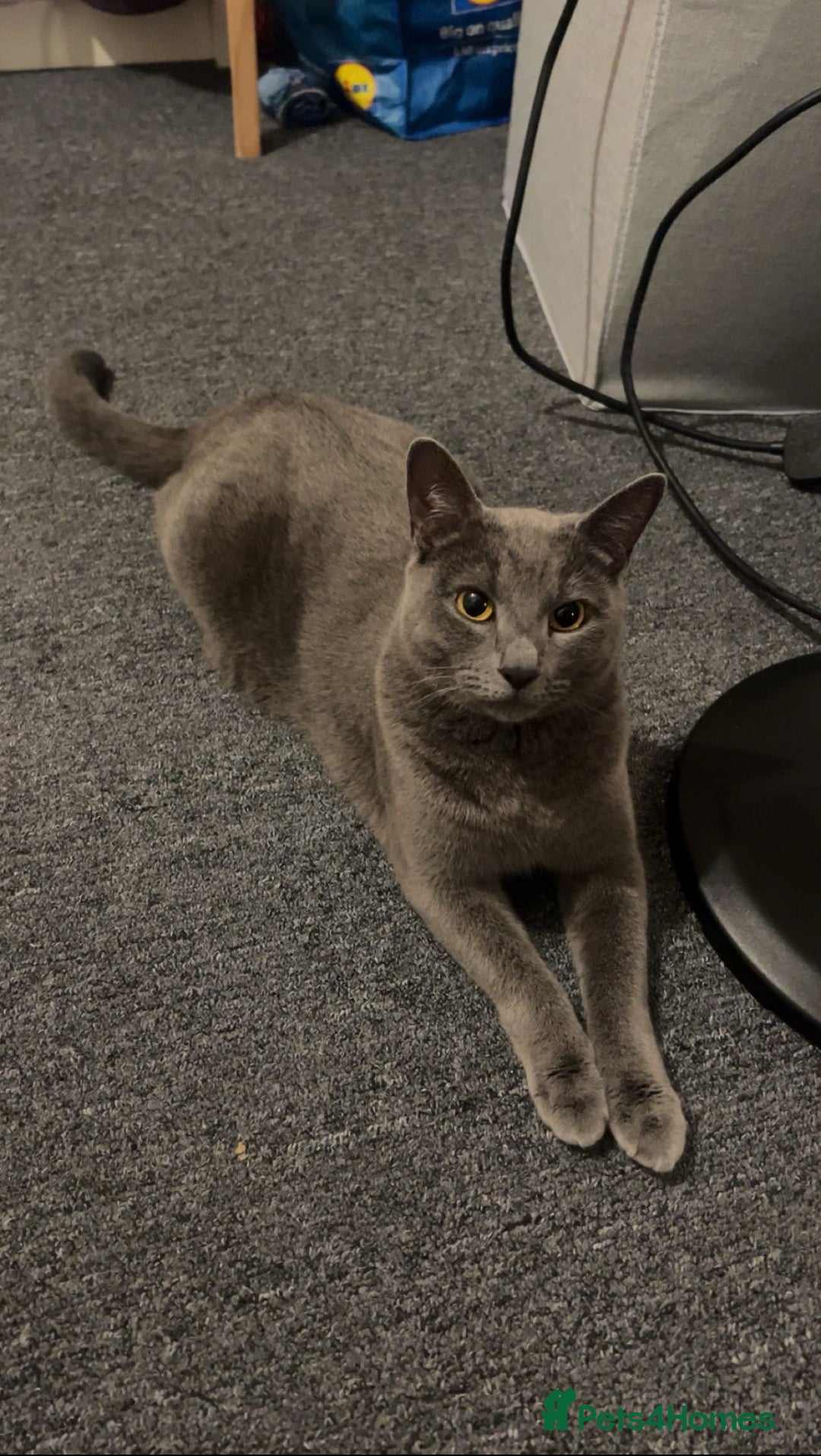 Russian Blue cats for sale: Truly Extraordinary Russian Blue x Chartreux - Advert 2