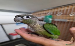 Conures birds for sale: Handreared Tame Baby Conures  - Image 12