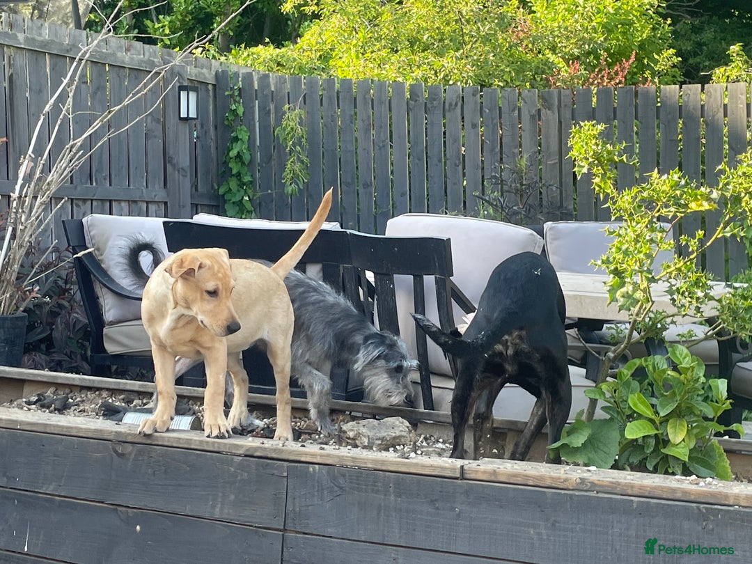 Labrador Retriever dogs for sale: Lab girl puppy  - Image 3