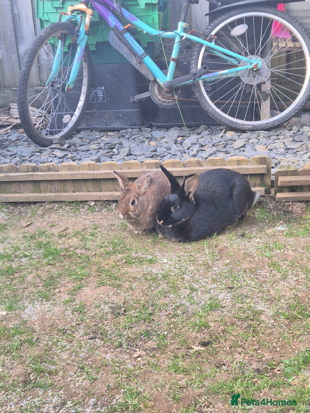 Rex rabbits for sale: 2 rex rabbits one femal and one male  - Image 2