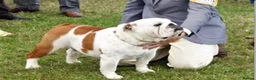 English Bulldog dogs for sale: Excellent Pedigree KC Reg British Bulldog Puppies  - Advert 17