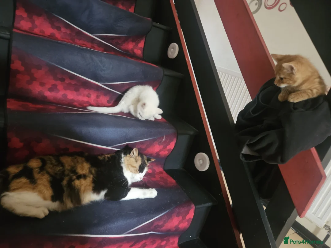 Mixed Breed cats for sale: ​Perfect Family Kittens: Kid & Dog Friendly! 🐾 - Advert 1