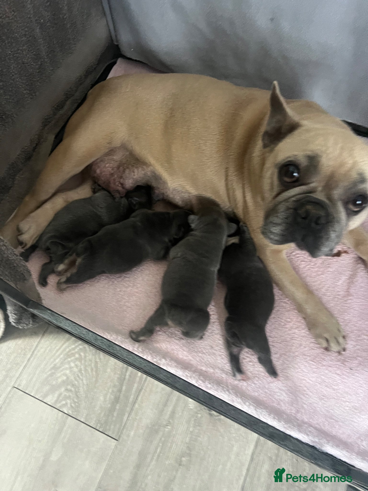 French Bulldog dogs French bulldogs puppies  - Advert 1