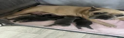 French Bulldog dogs for sale: French bulldogs puppies  in Dagenham - Advert 1