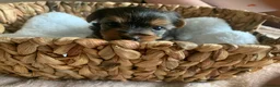 Yorkshire Terrier dogs for sale: yorkshire terrier puppys - Advert 8