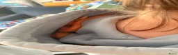 Corn Snake reptiles for sale: Fire Stripe Cornsnake - Advert 3