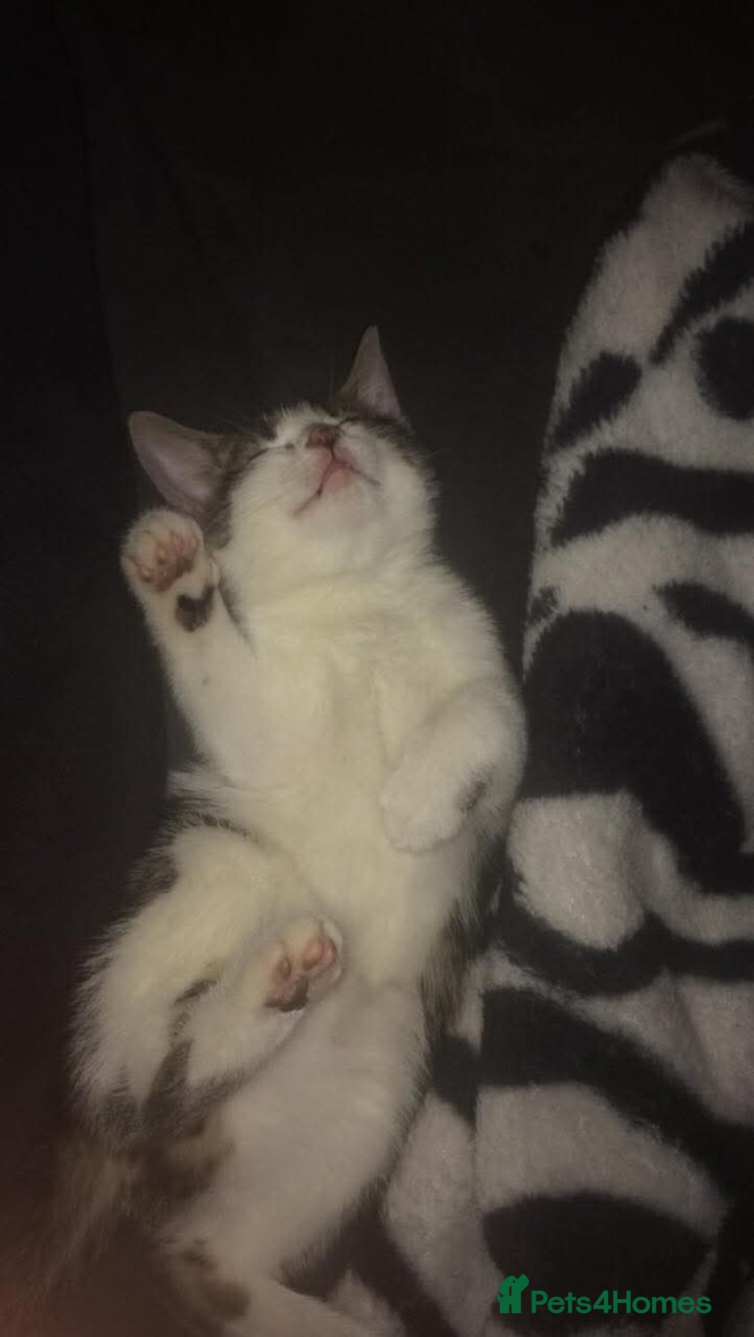 Mixed Breed cats for sale: Charlie for sale - Advert 2