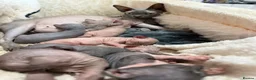 Sphynx cats for sale: sphynx kittens canadian ready to leave now . - Advert 8