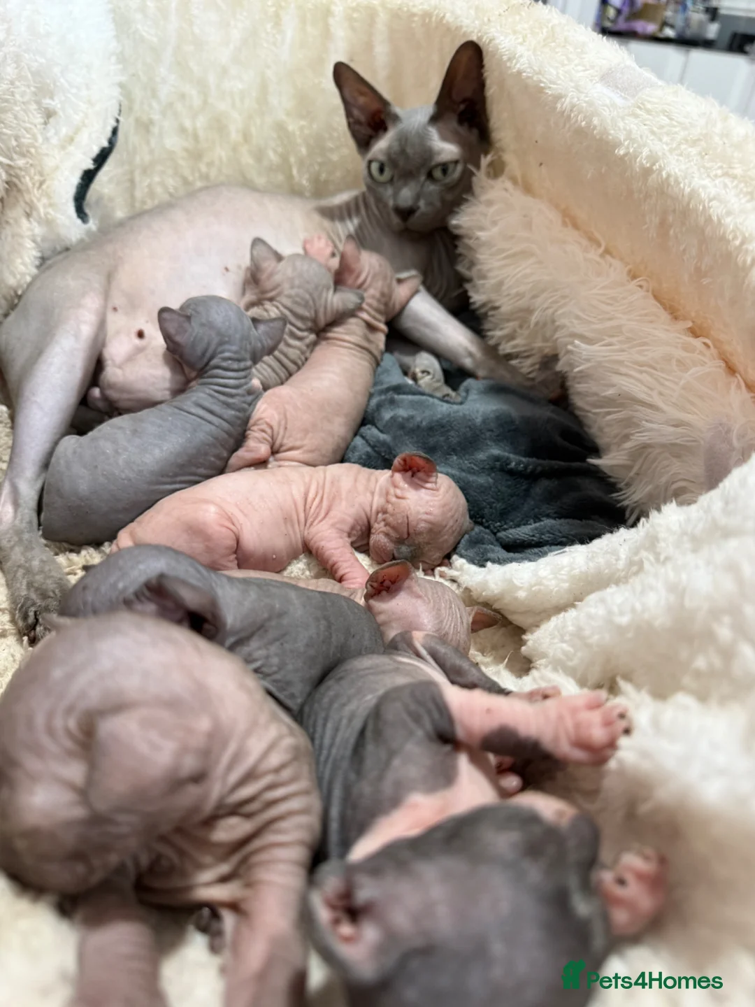 Sphynx cats for sale: sphynx kittens canadian ready to leave now . - Advert 8