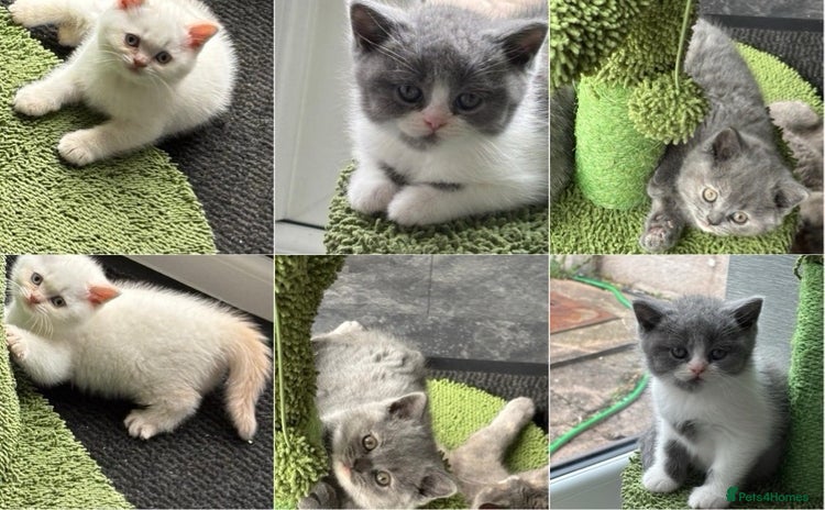 British Shorthair cats - Advert 13