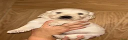 Golden Retriever dogs for sale: Golden retriever puppies🩷🩵 in Aberdare - Advert 8