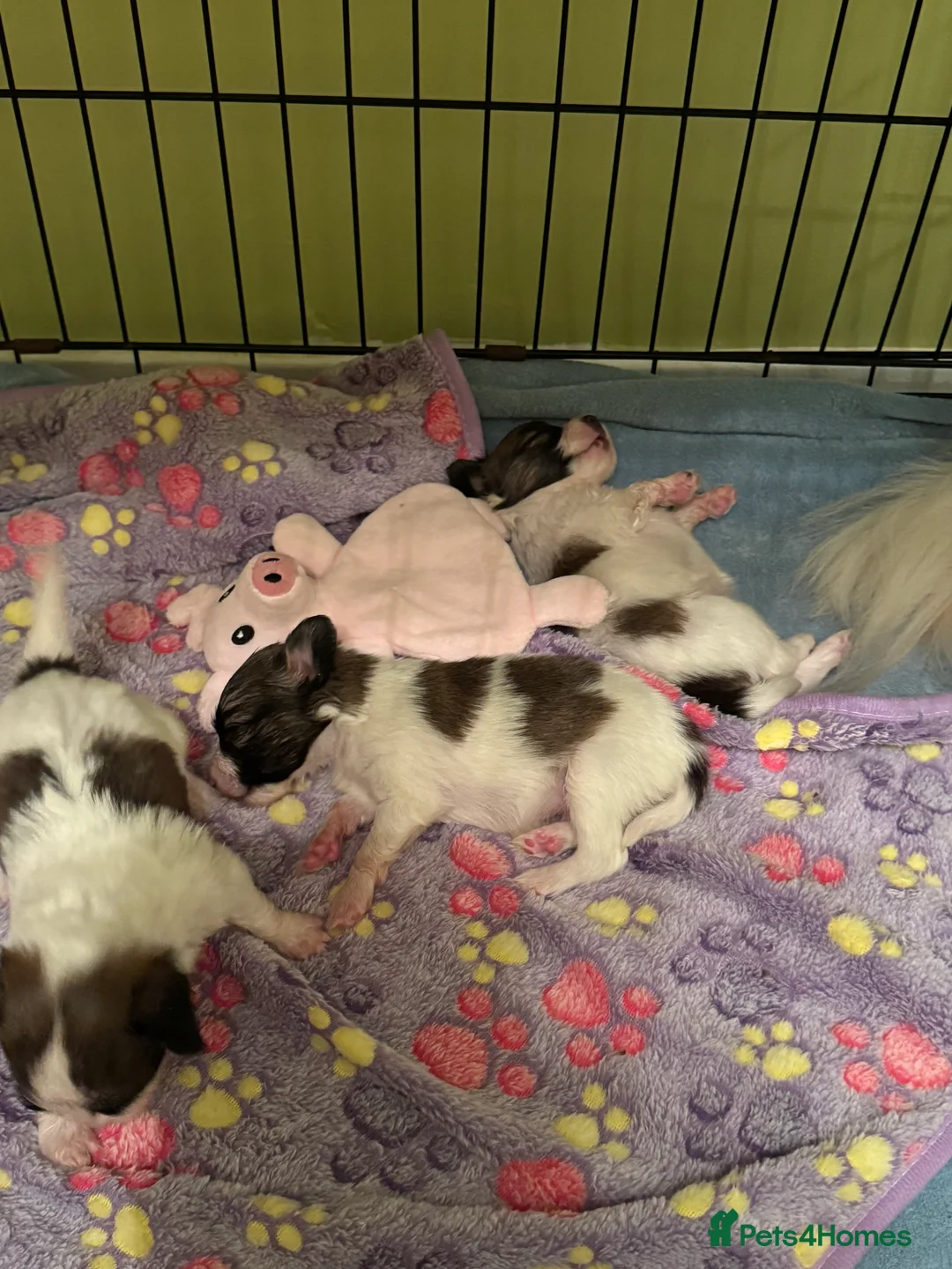 Papillon dogs for sale: Papillon puppies for sale in Watford - Advert 4