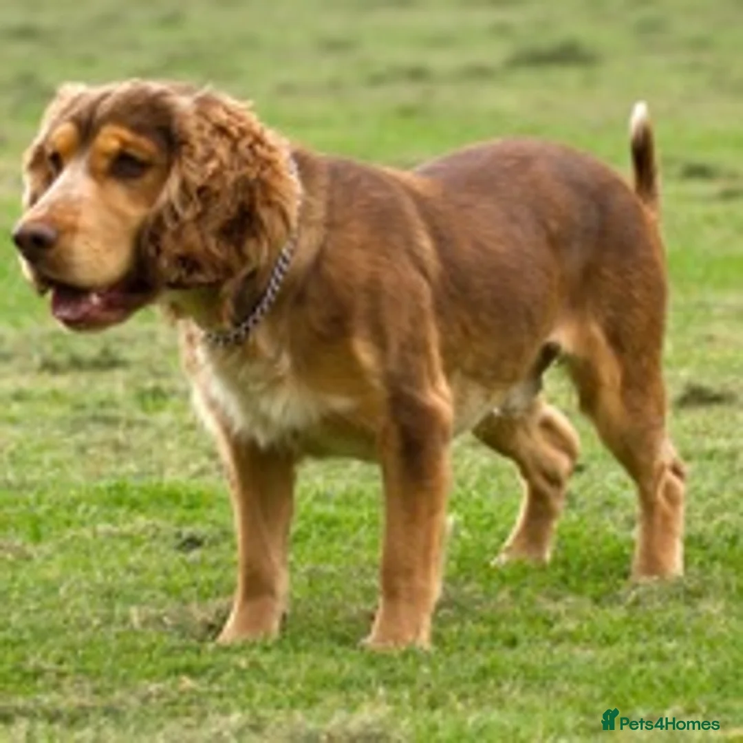 Cocker Spaniel dogs for stud: Cocker Spaniel Chocolate Sable for stud in Bedford - Advert 4