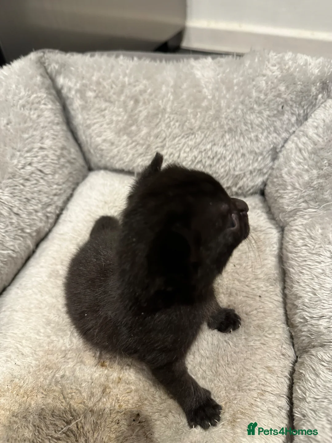 Domestic Shorthair cats for sale: Kittens for sale  - Advert 8