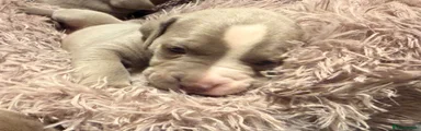 Puppy 1
