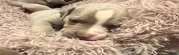 Mixed Breed dogs for sale: Beautiful Bullmaraner Puppies x 5  - Advert 27