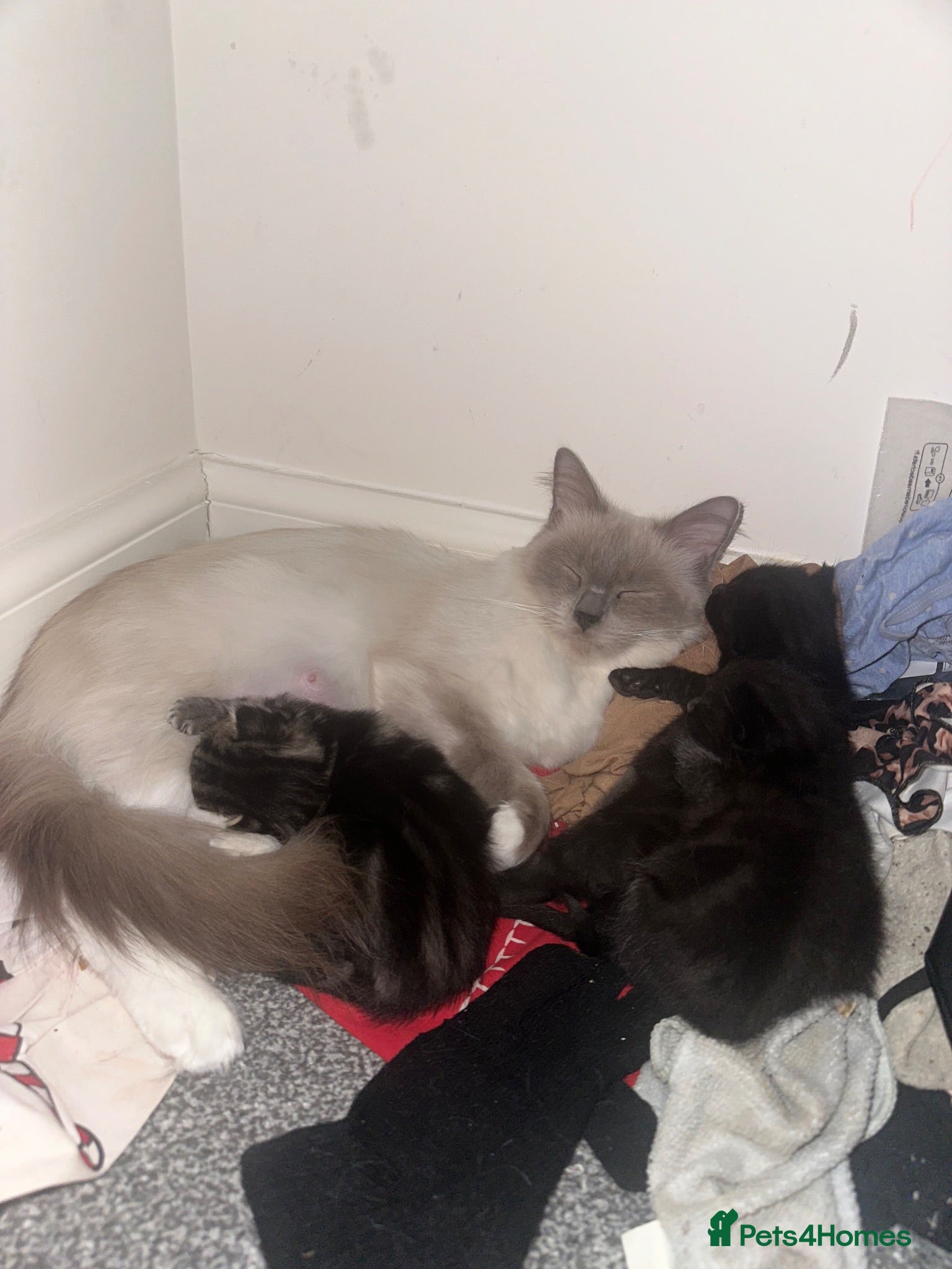 Ragdoll cats Asap 3 mixed breed ragdoll - Advert 12